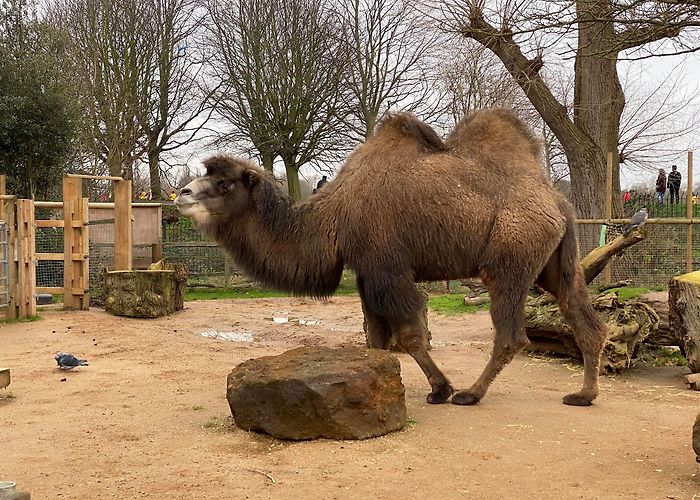 London Zoo photo