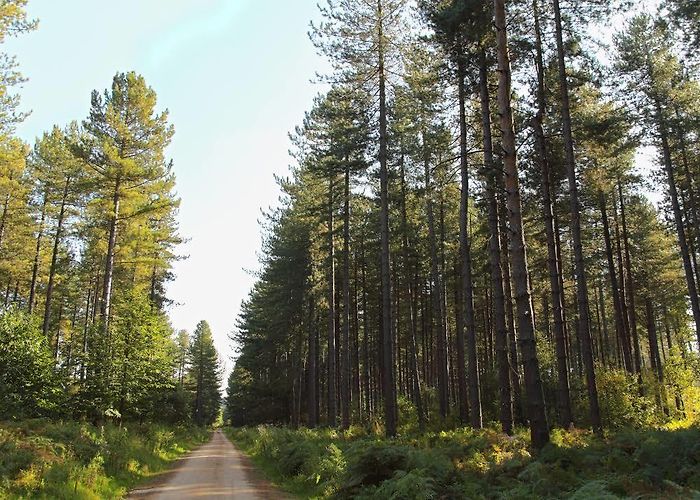 Sherwood Forest photo