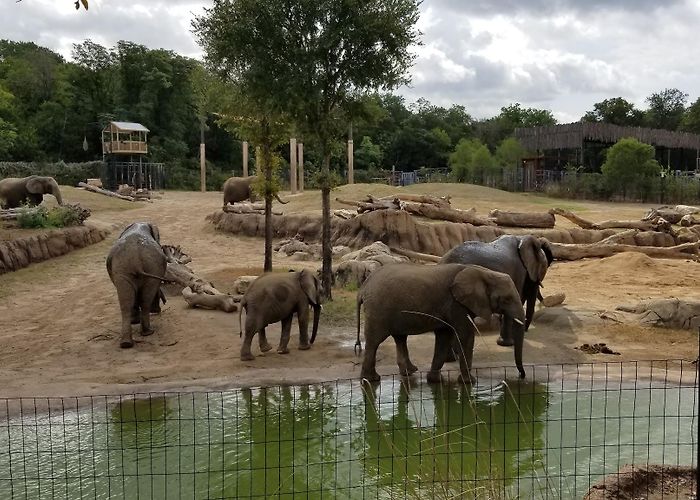 Dallas Zoo photo