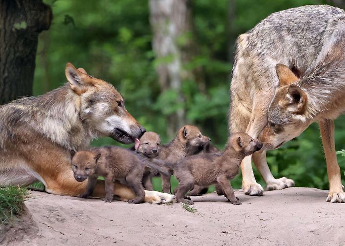 Wildpark "Alte Fasanerie" Klein-Auheim Hanau: Nachwuchs bei Grauwölfen im Wildpark Alte Fasanerie photo