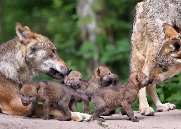 Wildpark "Alte Fasanerie" Klein-Auheim Hanau: Nachwuchs bei Grauwölfen im Wildpark Alte Fasanerie photo