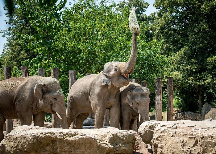 Heidelberg Zoo Heidelberg Zoo photo