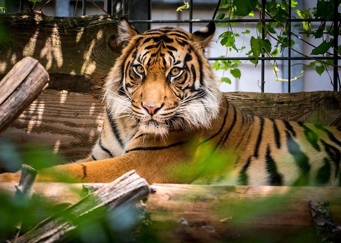 Heidelberg Zoo Heidelberg Zoo photo