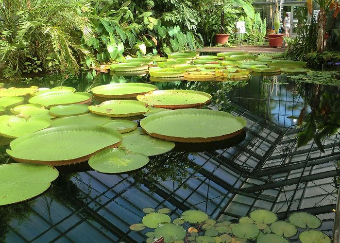 Bonn Botanical Garden Botanical Gardens, University of Bonn, Germany : r/Greenhouses photo