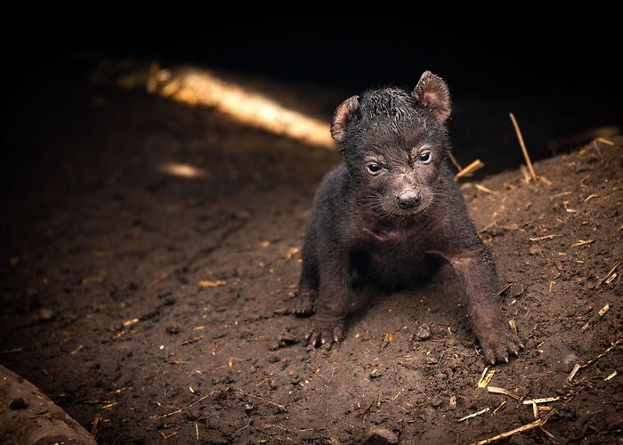 Zoo Planckendael Planckendael Zoo's spotted hyena pair welcomes third cub photo