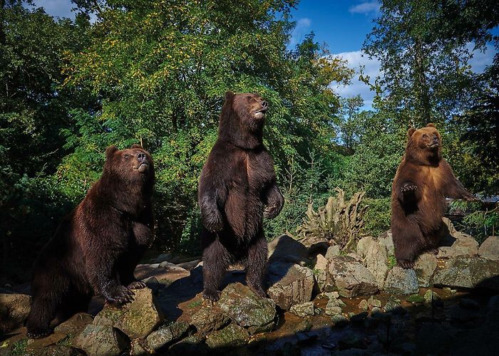 Zoo de La Fleche Looping Group | Zoo de la Flèche photo