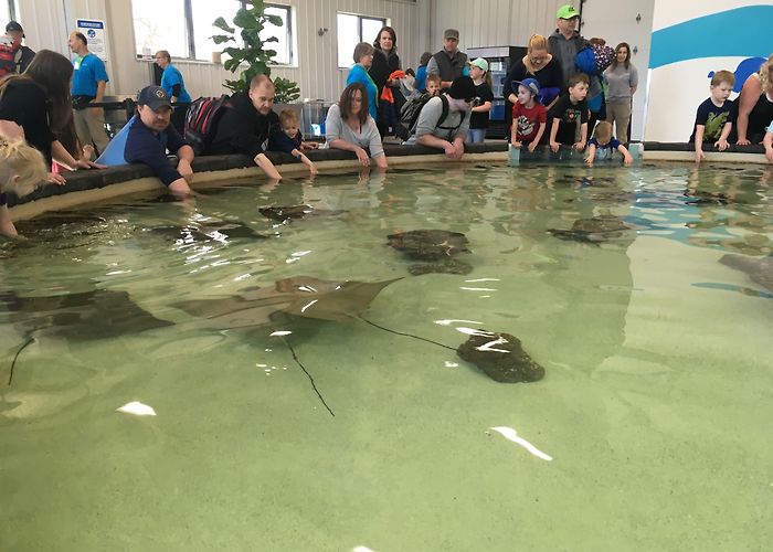 Assinboine Park Zoo Assiniboine Park Zoo welcomes visitors to new interactive stingray ... photo