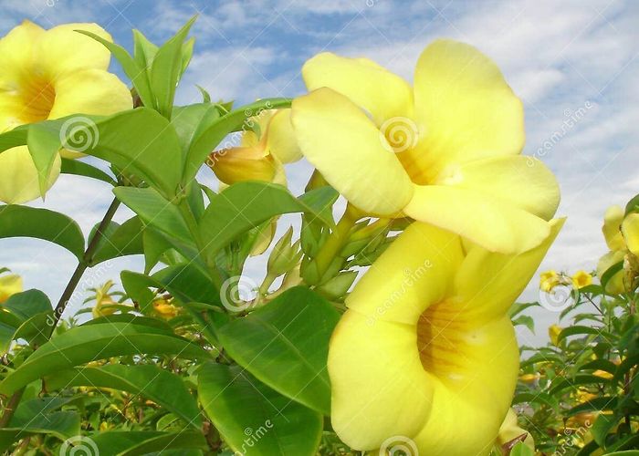 Orchid Garden Garden Yellow Flower Canal 1 Santos Sao Paulo Brazil Stock Photo ... photo