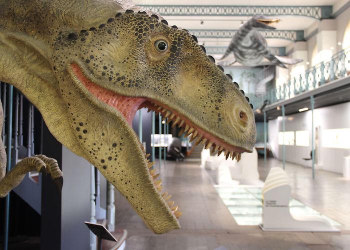 Geology and Natural History Museum The Geology area | Musée d'Histoire Naturelle photo