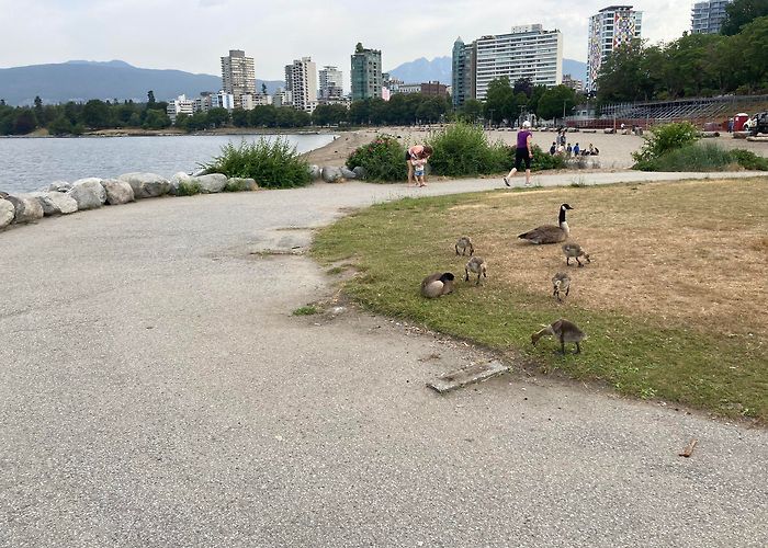 English Bay Where did the benches at English Bay Beach go? - Vancouver Is Awesome photo