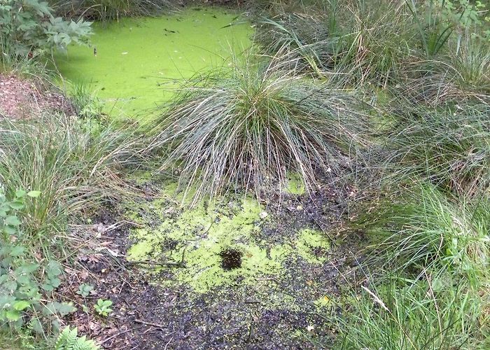 Openluchtmuseum Ellert en Brammert Openluchtmuseum Ellert en Brammert (Schoonoord) - Visitor ... photo