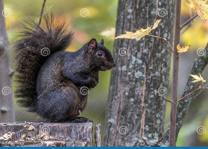 Mille Iles River Park Rosemere Stock Photos - Free & Royalty-Free Stock Photos from ... photo