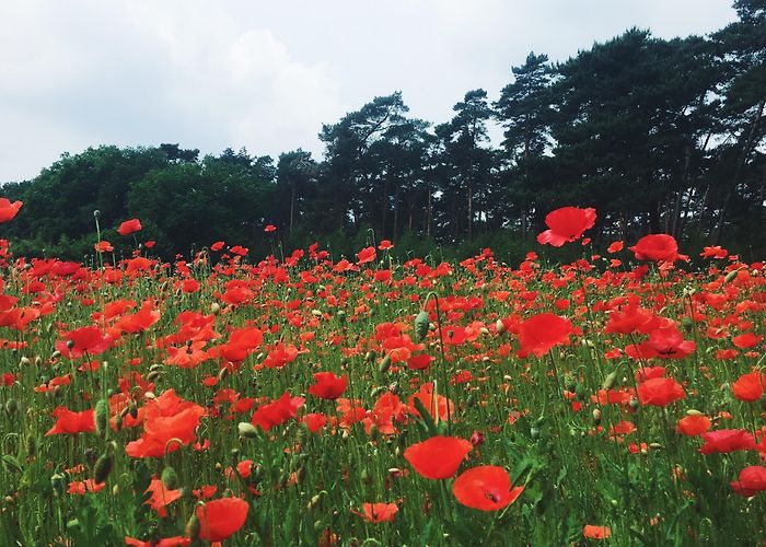 Kattekensberg Bezoek Antwerpse Kempen: Het beste van reizen naar Antwerpse ... photo
