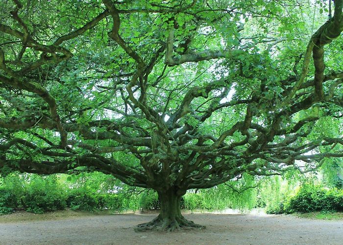 Botanical Garden of Bayeux Botanical garden and other discoveries... photo