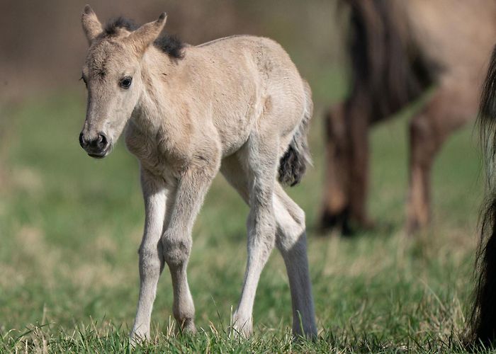Wicken Fen National Nature Reserve National Trust's Wicken Fen records first konik foal of the season ... photo