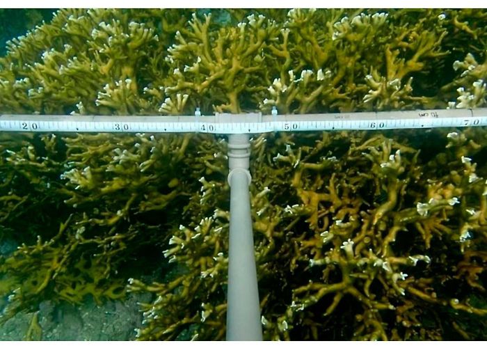 Youth Square Remote Sensing | Free Full-Text | Coral Reef Mapping with Remote ... photo