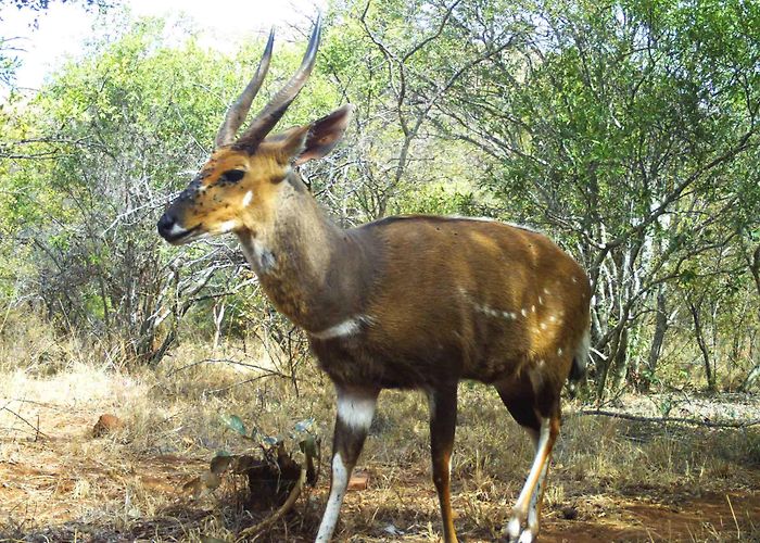 Blaauwberg Nature Reserve Snapshot Blouberg » About — Zooniverse photo