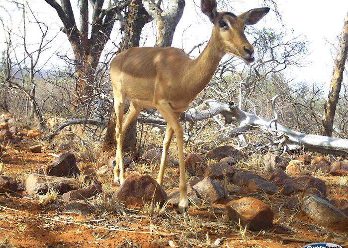 Blaauwberg Nature Reserve Snapshot Blouberg » About — Zooniverse photo
