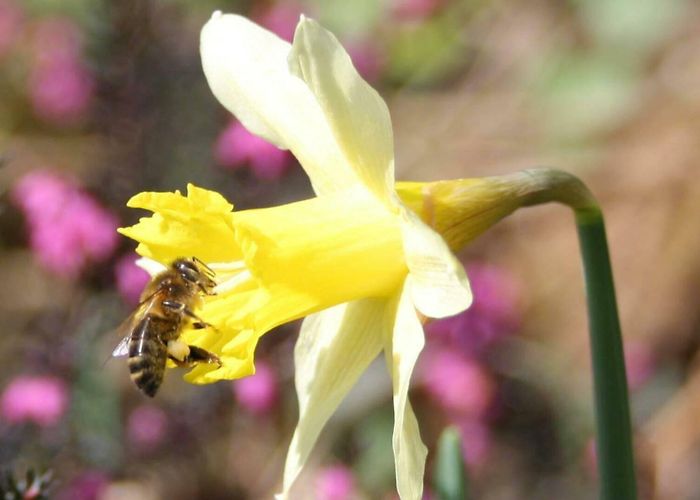 Abeille Vivante Cité Fourmis Le patrimoine naturel | Site officiel de l'office de tourisme du ... photo
