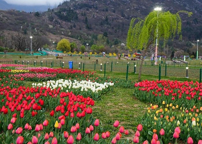 Indira Gandhi Memorial Tulip Garden Pictures: Srinagar's Tulip Garden enters record books as Asia's ... photo