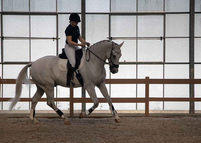 De Amsterdamse Manege Home - De Amsterdamse Manege photo