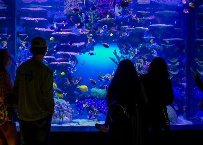 Tennessee Aquarium Tennessee Aquarium celebrates 30 years, touts $4.9B impact | WATE ... photo