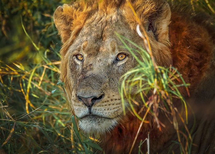 Bonamanzi Private Game Reserve South African Wildlife Safari — SDM Diving photo