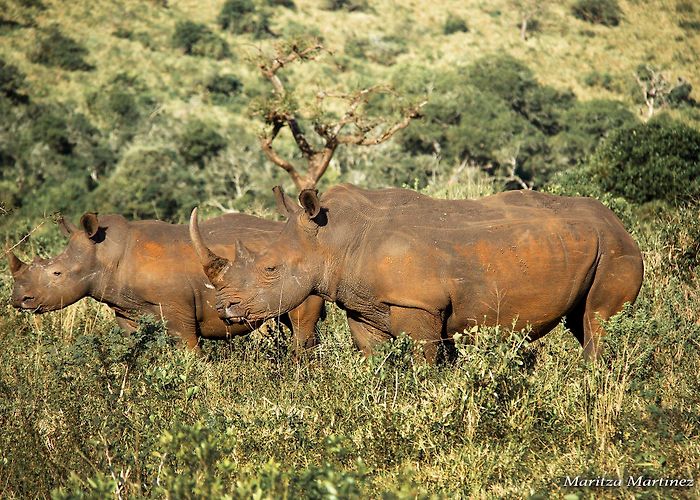 Bonamanzi Private Game Reserve South African Wildlife Safari — SDM Diving photo