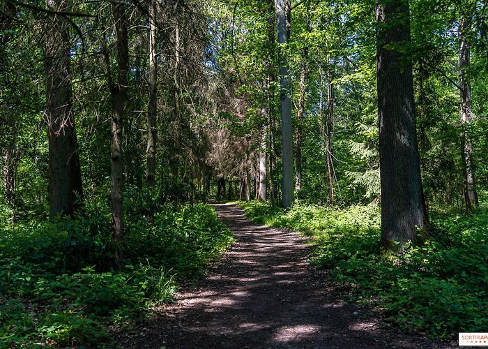 Forest of Rambouillet Watch the stag bellow in the heart of nature, in the Espace ... photo