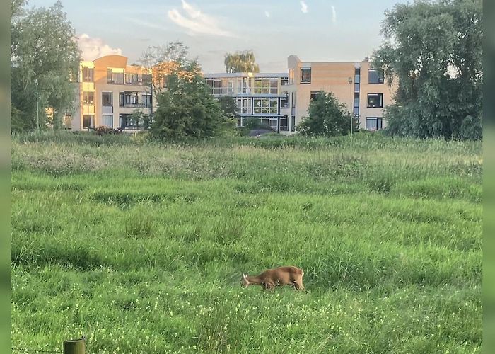 IJsbaan ijsbaan bunnik blijkt voedzame plek - Bunniks Nieuws | Nieuws uit ... photo