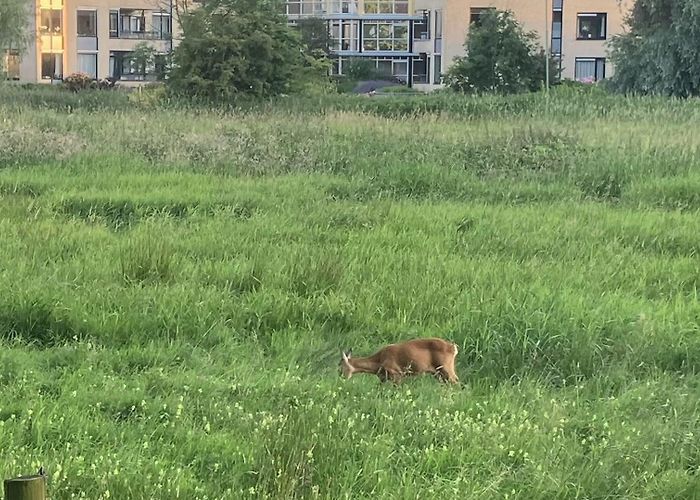 IJsbaan IJsbaan Bunnik blijkt voedzame plek voor ree - Bunniks Nieuws ... photo
