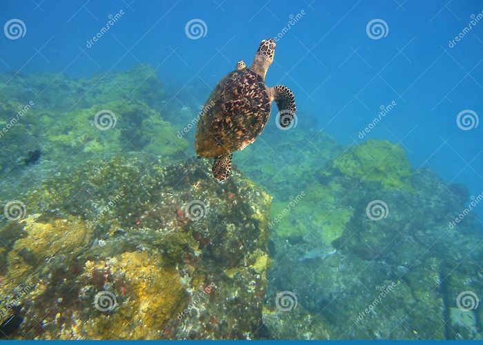 Turtle's Beach 122,101 De Beach Stock Photos - Free & Royalty-Free Stock Photos ... photo