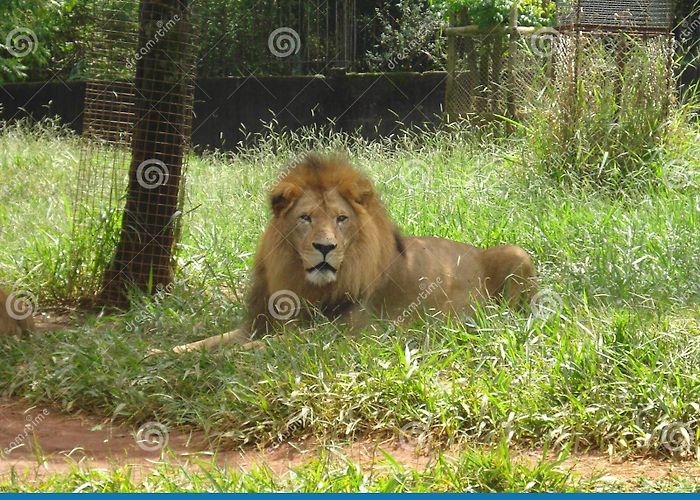 Zoo Lion at the Zoo in Belo Horizonte Stock Image - Image of zoologico ... photo