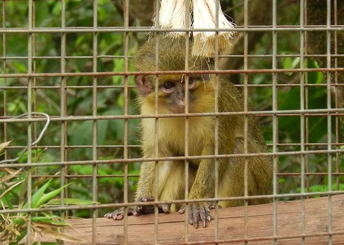 Zoo Gabon talapoin - Belo Horizonte zoo - ZooChat photo