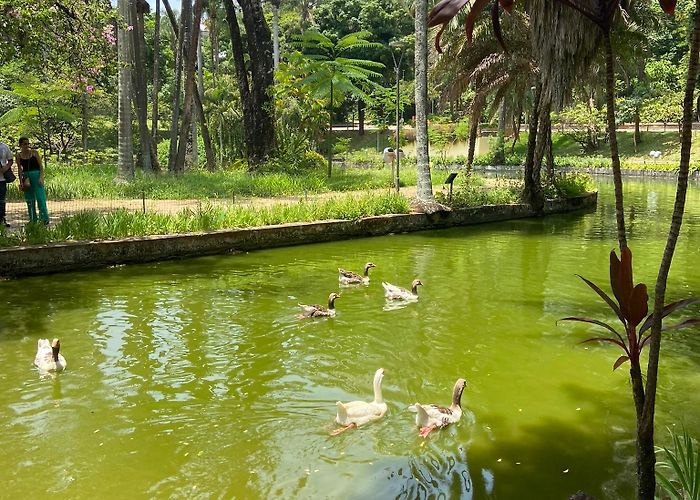 Municipal Park Sunday morning in the Belo Horizonte Municipal Park - Belo ... photo