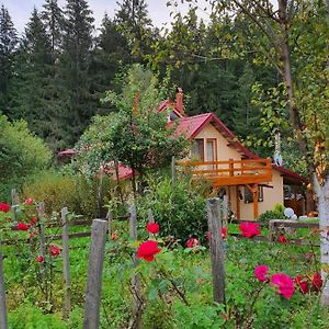 Forest Vibes Spa Hotel Cîmpu lui Neag Exterior photo