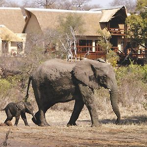 Elephant Plains Game Lodge Резерват Саби Сенд Гейм Exterior photo