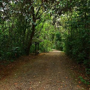 Tree Houses Hotel Costa Rica Florencia Exterior photo