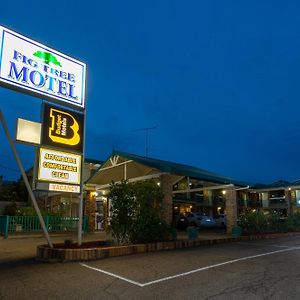 Fig Tree Motel Нарандера Exterior photo