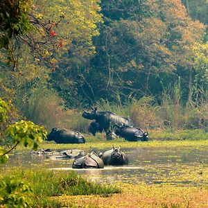 Chitwan Gaida Lodge - Animal Lovers & Birdwatchers Paradise Саураха Exterior photo