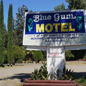 Blue Gum Motel Уилоус Exterior photo